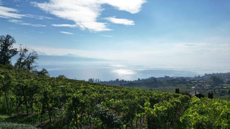 Demeure vigneronne d’exception de plus de 450 m2 avec vue imprenable